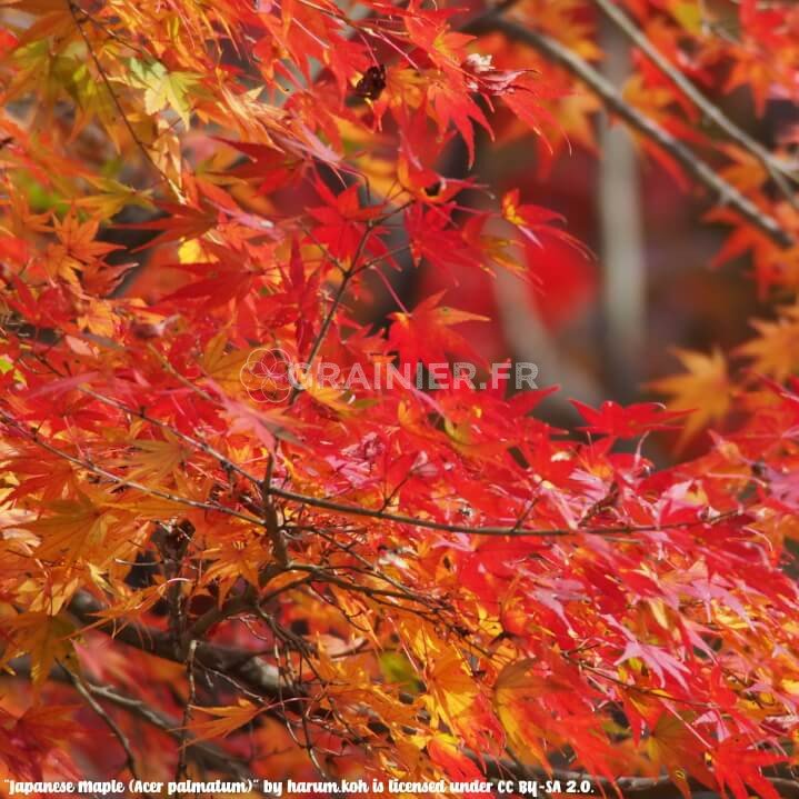 Érable palmé, Érable japonais lisse, Acer palmatum image